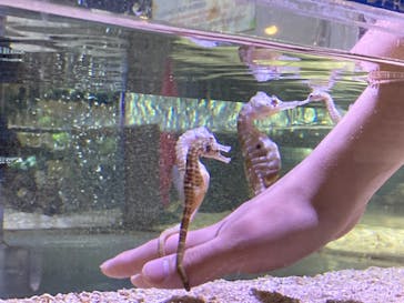 ゼロ距離水族館 伊勢シーパラダイスに投稿された画像（2022/3/6）