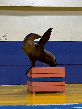 ゼロ距離水族館 伊勢シーパラダイスに投稿された画像（2022/3/6）