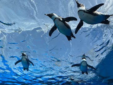 サンシャイン水族館に投稿された画像（2022/3/6）