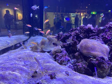 ゼロ距離水族館 伊勢シーパラダイスに投稿された画像（2022/3/6）