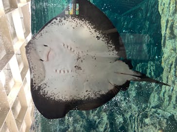 上越市立水族博物館 うみがたりに投稿された画像（2022/3/6）