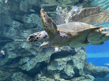 名古屋港水族館に投稿された画像（2022/3/6）
