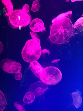 名古屋港水族館に投稿された画像（2022/3/6）