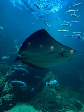 京都水族館に投稿された画像（2022/3/6）