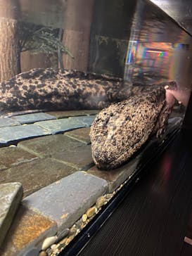 京都水族館に投稿された画像（2022/3/6）