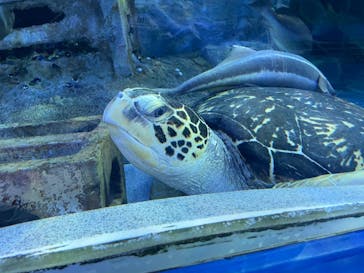 しながわ水族館に投稿された画像（2022/3/6）