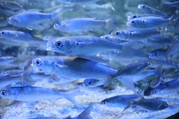 名古屋港水族館に投稿された画像（2022/3/6）