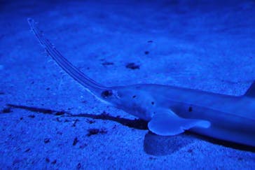 名古屋港水族館に投稿された画像（2022/3/6）