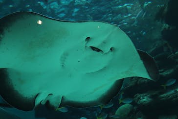 名古屋港水族館に投稿された画像（2022/3/6）