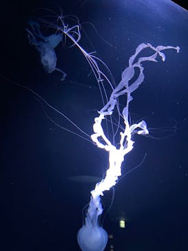 サンシャイン水族館に投稿された画像（2022/3/6）