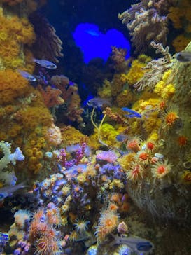 サンシャイン水族館に投稿された画像（2022/3/6）