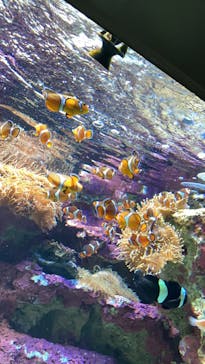 サンシャイン水族館に投稿された画像（2022/3/6）