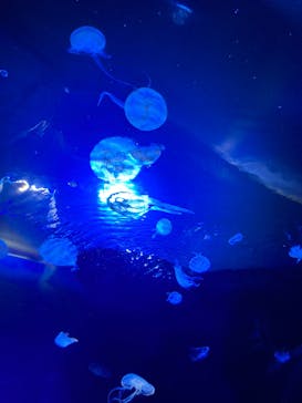 サンシャイン水族館に投稿された画像（2022/3/6）