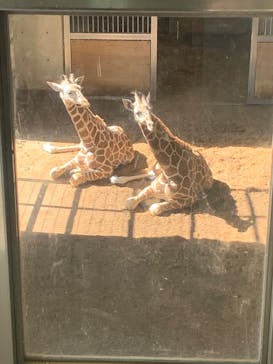 よこはま動物園ズーラシアに投稿された画像（2022/3/6）