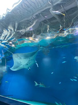 マクセル アクアパーク品川に投稿された画像（2022/3/6）