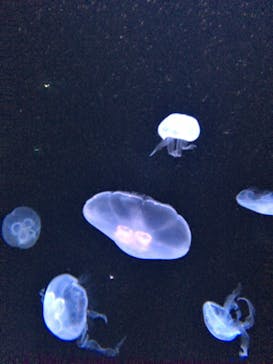 サンシャイン水族館に投稿された画像（2022/3/6）