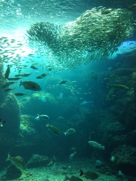 新江ノ島水族館に投稿された画像（2022/3/6）