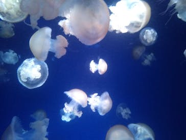 新江ノ島水族館に投稿された画像（2022/3/6）