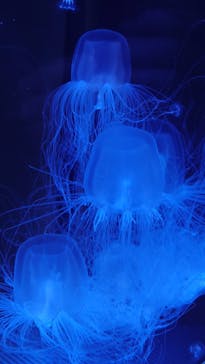 名古屋港水族館に投稿された画像（2022/3/6）