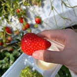 お陽様農園に投稿された画像（2022/3/7）