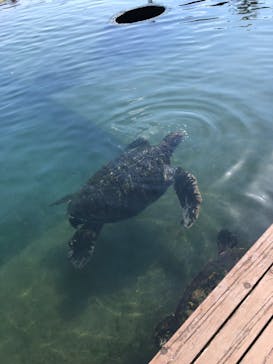 串本海中公園水族館に投稿された画像（2022/3/6）