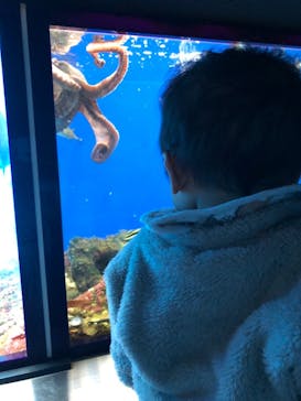 串本海中公園水族館に投稿された画像（2022/3/6）