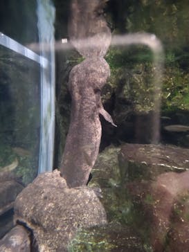 京都水族館に投稿された画像（2022/3/7）