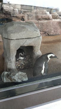 京都水族館に投稿された画像（2022/3/7）