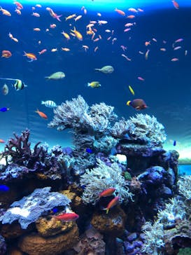 サンシャイン水族館に投稿された画像（2022/3/7）