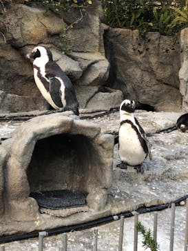 サンシャイン水族館に投稿された画像（2022/3/7）