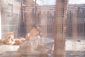 群馬サファリパークに投稿された画像（2022/3/7）