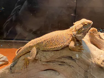 天王寺動物園に投稿された画像（2022/3/7）
