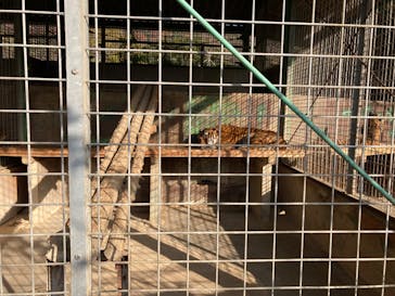 しろとり動物園に投稿された画像（2022/3/7）