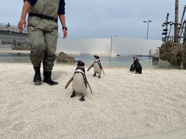 大分マリーンパレス水族館 「うみたまご」に投稿された画像（2022/3/7）