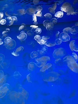 アクアワールド茨城県大洗水族館に投稿された画像（2022/3/7）