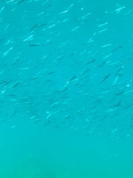 串本海中公園水族館に投稿された画像（2022/3/7）