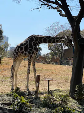 天王寺動物園に投稿された画像（2022/3/7）