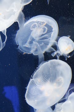 しながわ水族館に投稿された画像（2022/3/7）