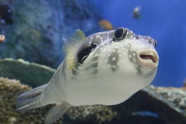 しながわ水族館に投稿された画像（2022/3/7）
