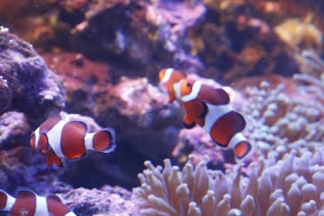 しながわ水族館に投稿された画像（2022/3/7）