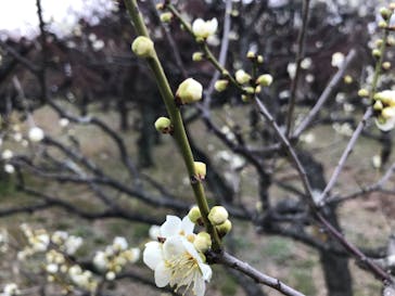 大阪城天守閣に投稿された画像（2022/3/7）