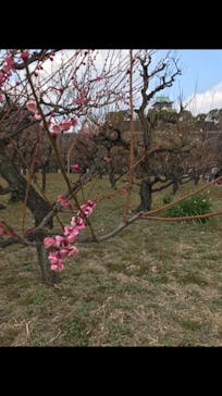 大阪城天守閣に投稿された画像（2022/3/7）