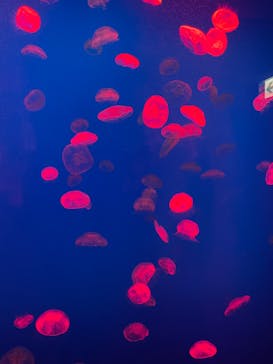 大分マリーンパレス水族館 「うみたまご」に投稿された画像（2022/3/7）