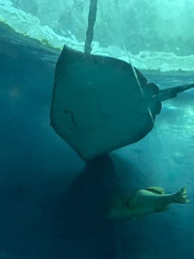 大分マリーンパレス水族館 「うみたまご」に投稿された画像（2022/3/7）