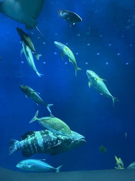 大分マリーンパレス水族館 「うみたまご」に投稿された画像（2022/3/7）