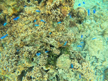 武藤潜水に投稿された画像（2022/3/8）