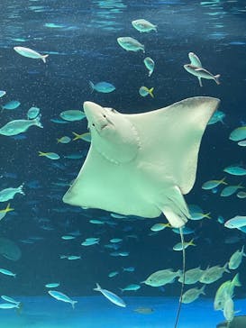 サンシャイン水族館に投稿された画像（2022/3/8）