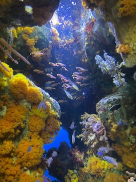 サンシャイン水族館に投稿された画像（2022/3/8）