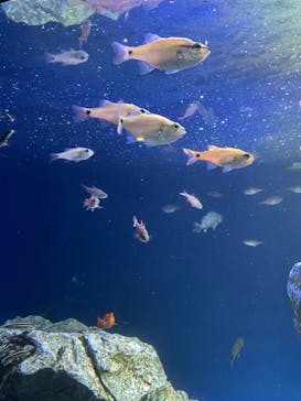 サンシャイン水族館に投稿された画像（2022/3/8）