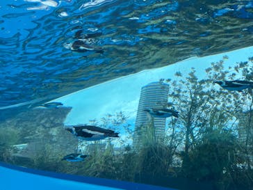 サンシャイン水族館に投稿された画像（2022/3/8）
